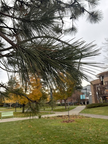 Pinus ponderosa, 2026-10-27