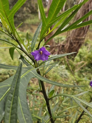 Solanum observed 2026-10-28