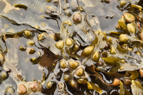 Fucus vesiculosus observed 2026-10-27