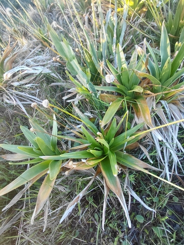 Eriocaulon observed 2026-10-20