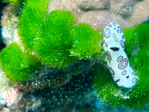 Jorunna funebris observed 2026-10-26