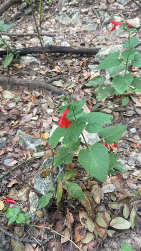 Salvia coccinea observed 2026-10-27