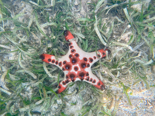 Oreaster observed 2026-10-26