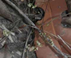 Platysace heterophylla heterophylla
