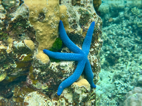 Linckia laevigata observed 2026-10-26