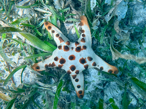 Oreaster observed 2026-10-26