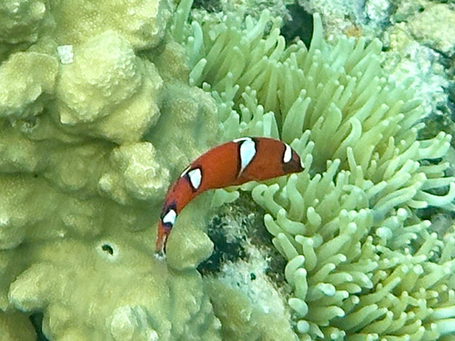 Coris observed 2026-10-27