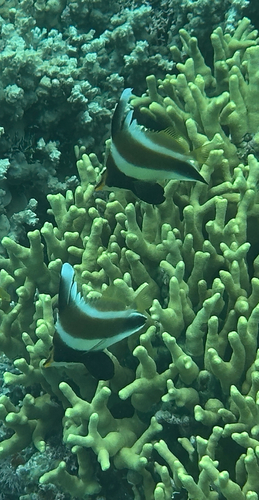 Heniochus chrysostomus observed 2026-10-27