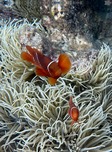 Amphiprion observed 2026-10-27