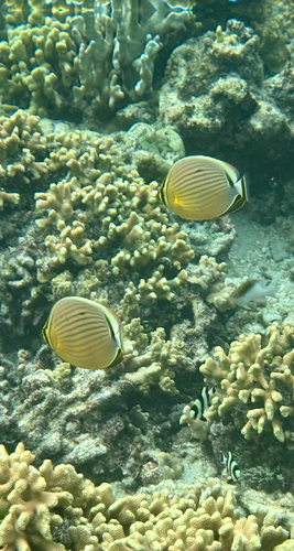 Chaetodon lunulatus observed 2026-10-27
