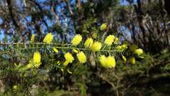 Acacia verticillata verticillata