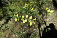 Acacia verticillata verticillata