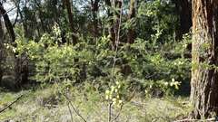 Acacia verticillata verticillata