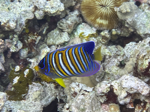 Pygoplites diacanthus observed 2026-10-27