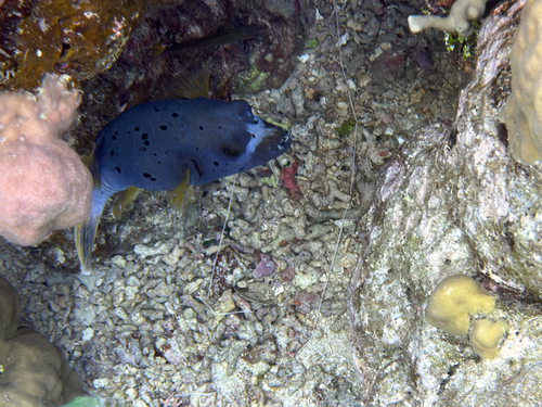 Arothron nigropunctatus observed 2026-10-27