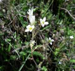 Saxifraga granulata