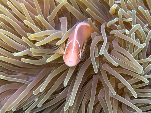 Amphiprion perideraion observed 2026-10-27