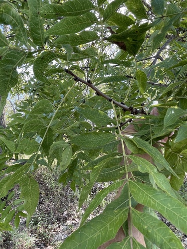 Pistacia chinensis observed 2026-10-27