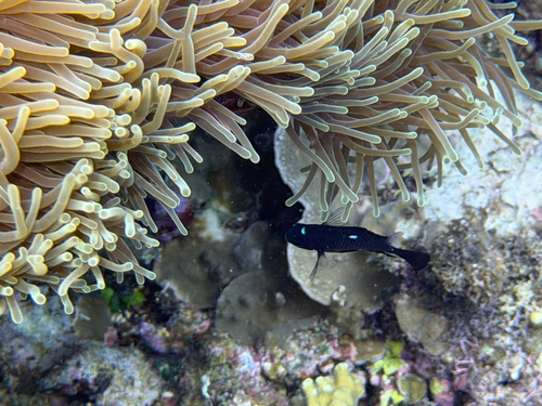 Dascyllus trimaculatus observed 2026-10-27