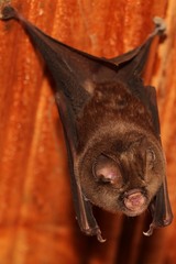 Hipposideros