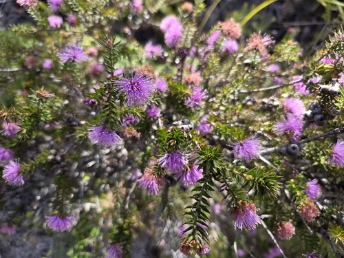Melaleuca squamea observed 2026-10-28