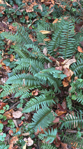 Polystichum acrostichoides observed 2026-10-27
