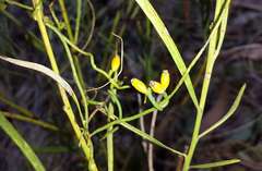 Cassytha glabella dispar