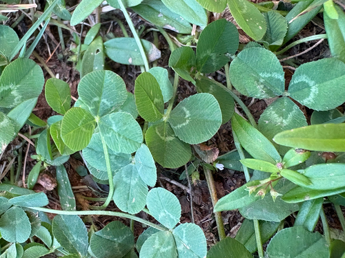 Trifolium observed 2026-10-27