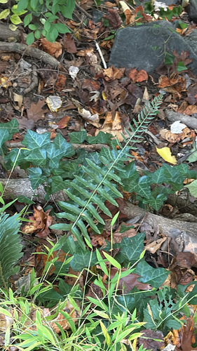 Polystichum observed 2026-10-27