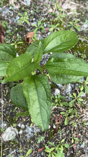 Eupatorium observed 2026-10-27