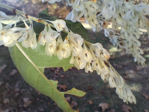 Reynoutria japonica observed 2026-10-27