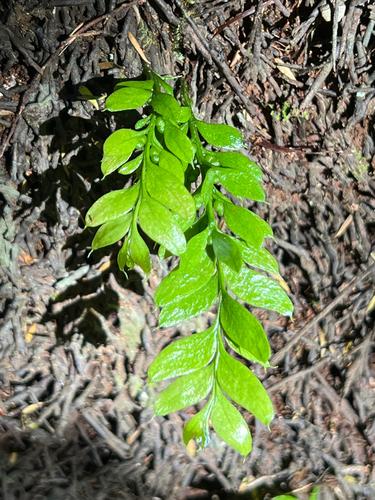 Tmesipteris observed 2026-10-28