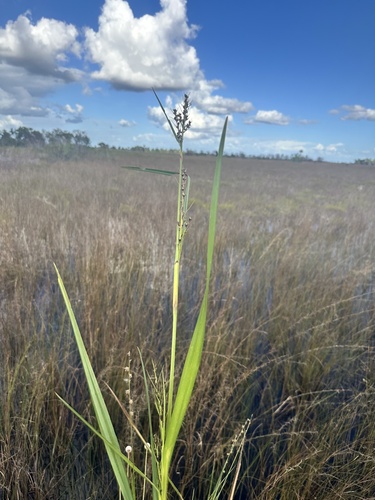 Scleria observed 2026-10-24