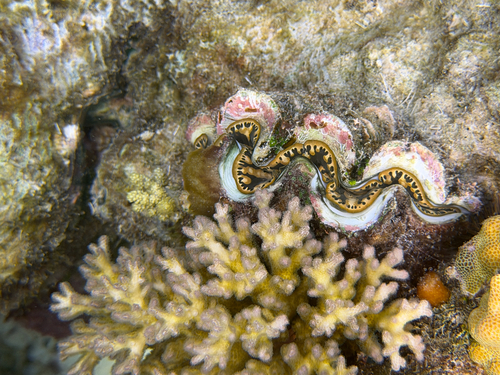 Tridacna observed 2026-10-27