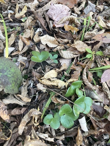 Hepaticae observed 2026-10-27