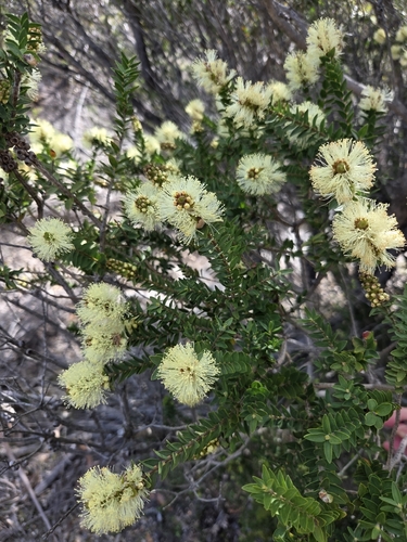 Melaleuca squarrosa observed 2026-10-28