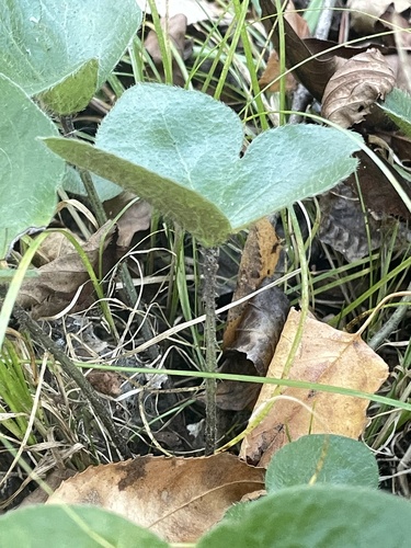 Hepaticae observed 2026-10-27