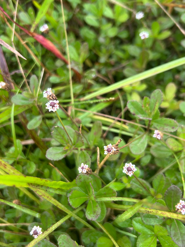 Phyla nodiflora observed 2026-10-27