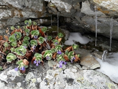Primula marginata