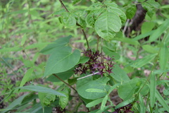 Matelea decipiens