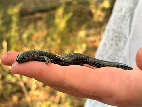 Ambystoma texanum, 2026-10-27