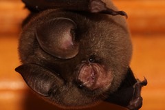 Hipposideros