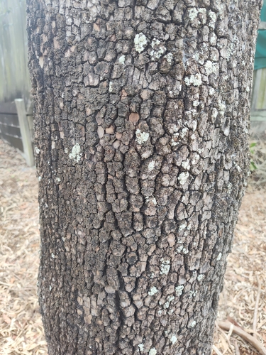 Eucalyptus observed 2026-10-28