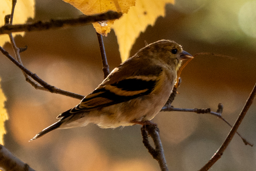Spinus tristis observed 2026-10-27