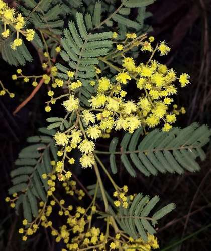 Dwarf Silver-wattle (Acacia nanodealbata)