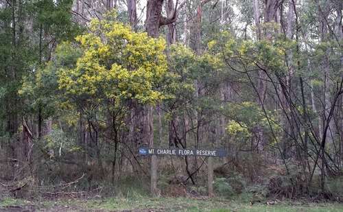 Image of Acacia nanodealbata by (c) Russell Best, some rights reserved (CC BY)