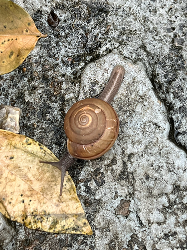 Cryptozona siamensis observed 2026-10-26