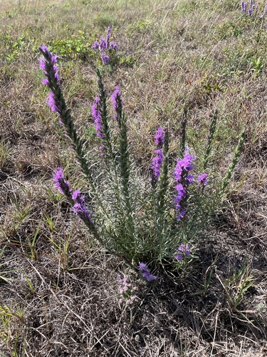 Liatris punctata observed 2026-10-27