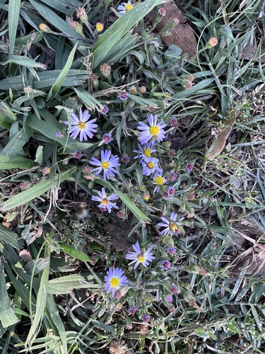 Symphyotrichum subulatum observed 2026-10-27