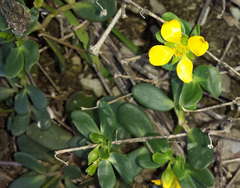 Roepera billardierei